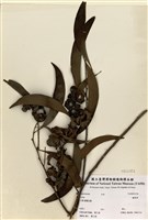 藏品(栲)的圖片